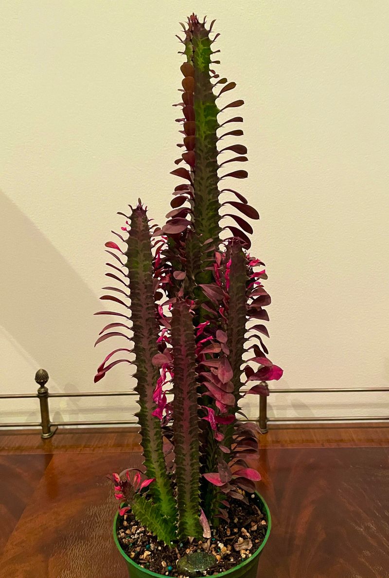 Euphorbia trigona rubra (African Milk Tree)
