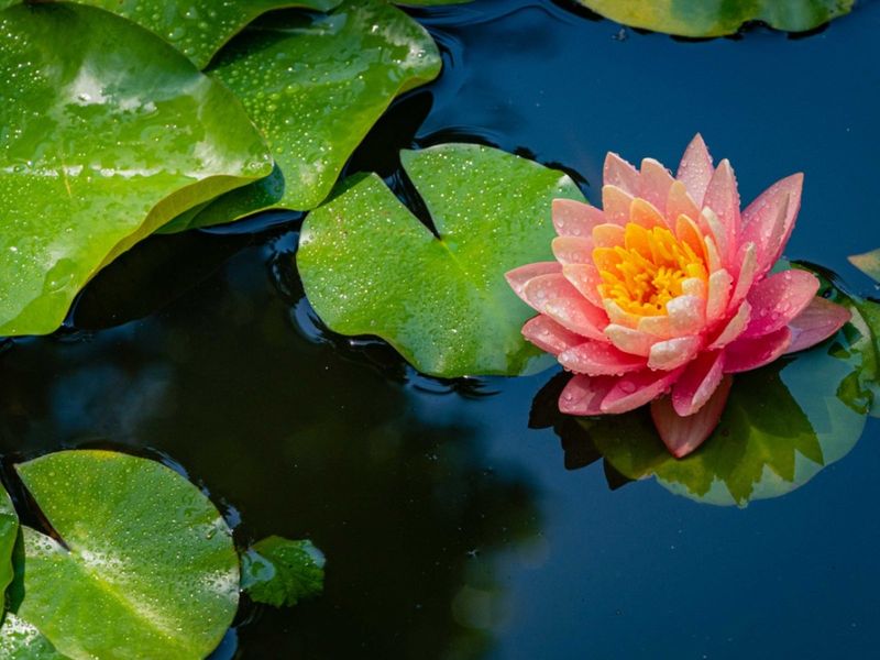 Prune Aquatic Plants Seasonally