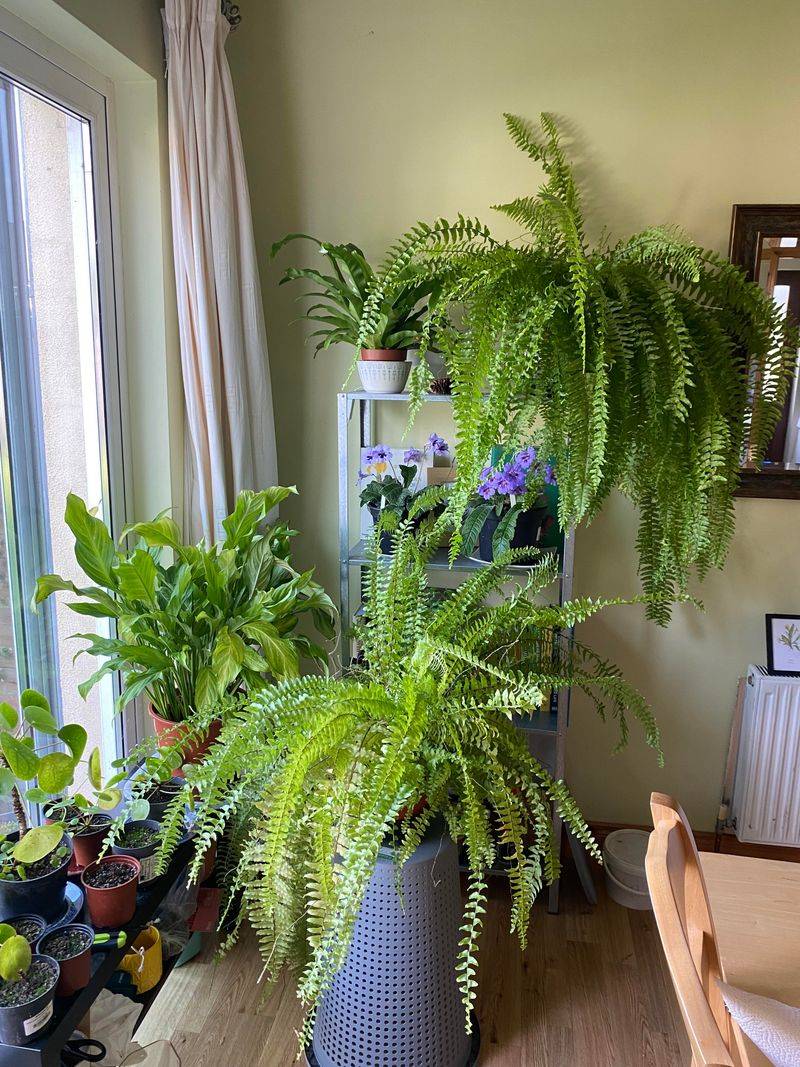 Create Companion Plantings