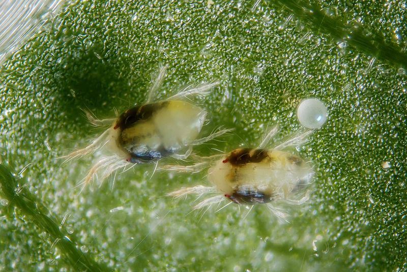 Apply Neem Oil For Pests