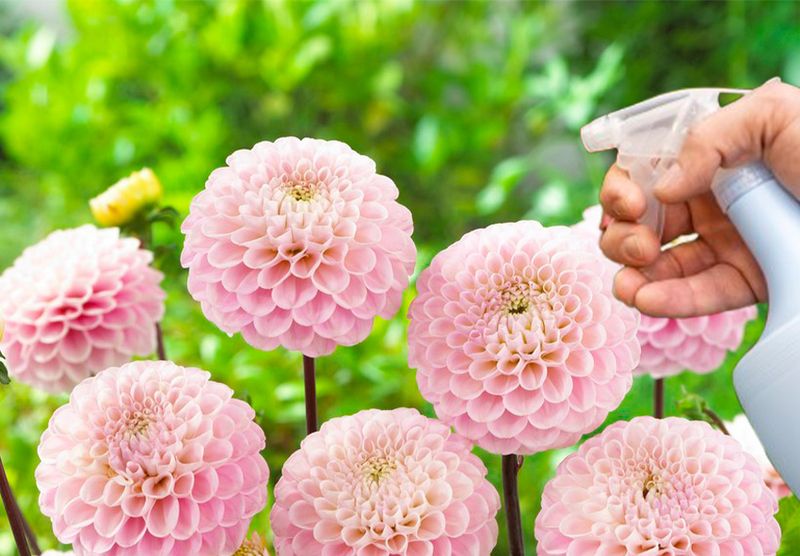 Maintain Consistent Watering