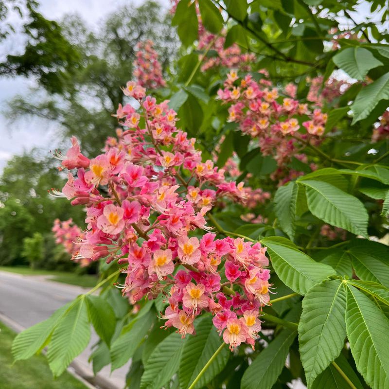 Horse Chestnut's Deceptive Nuts