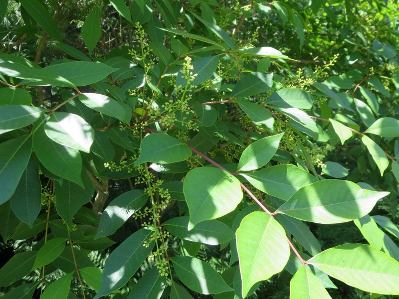 Poison Sumac: The Wetland Hazard
