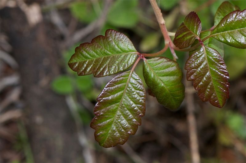 Poison Oak: The Woodland Troublemaker