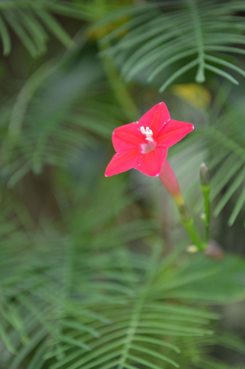 Cypress Vine