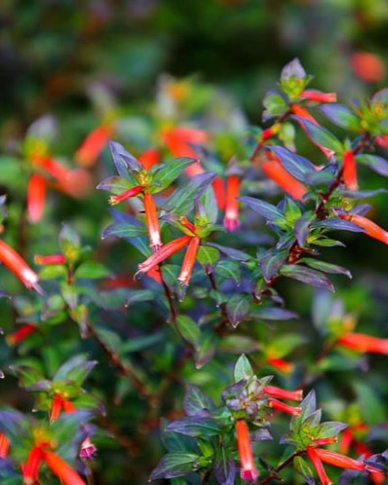 Cuphea and Alternanthera
