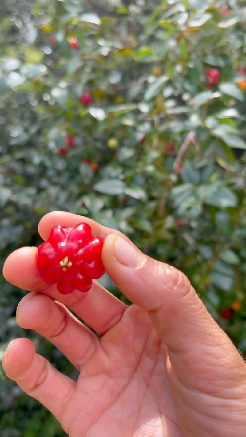 Surinam Cherry