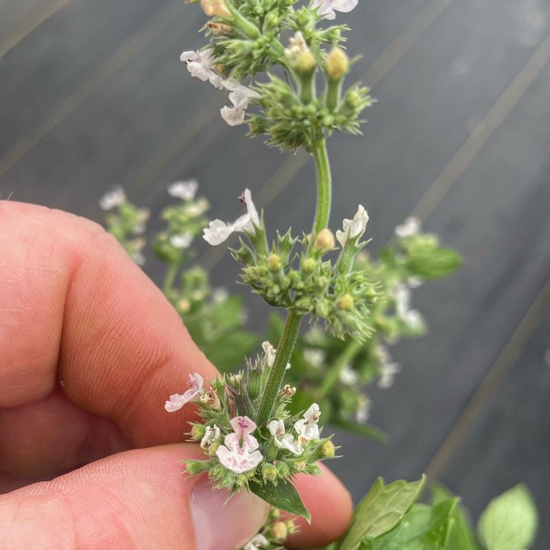 Catnip