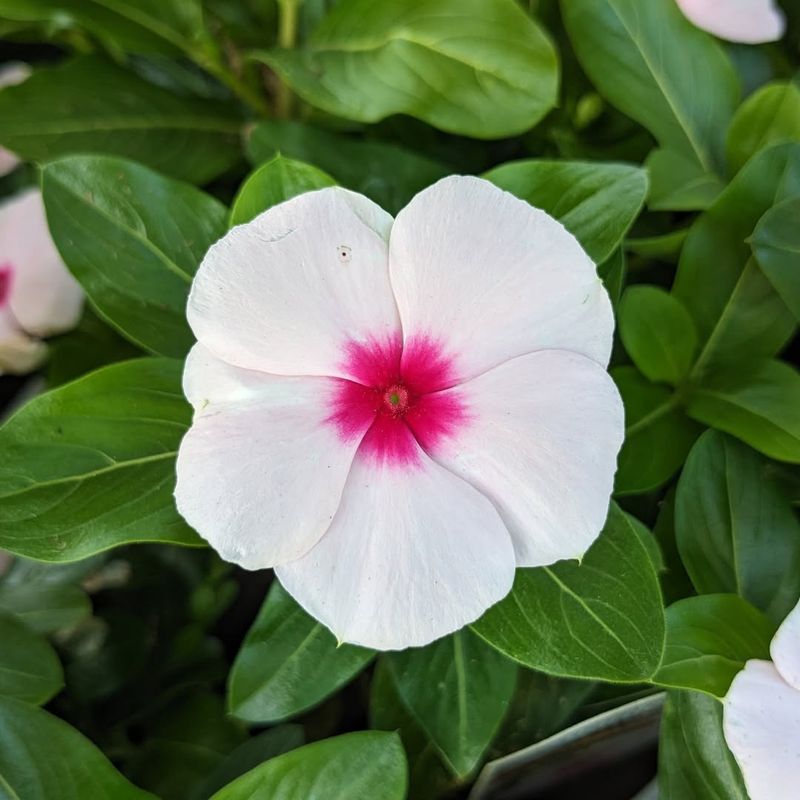 Vinca (Catharanthus roseus)