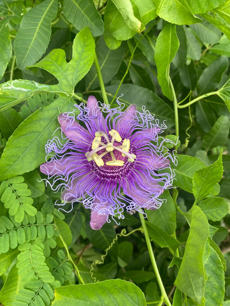 Passionflower: Divine Suffering
