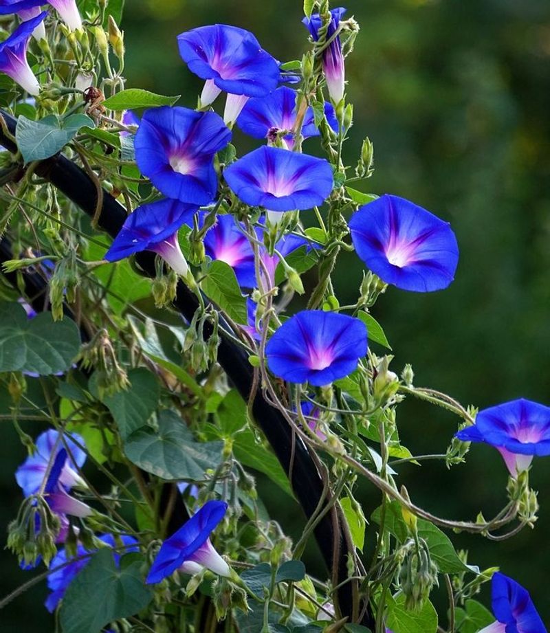 Morning Glory