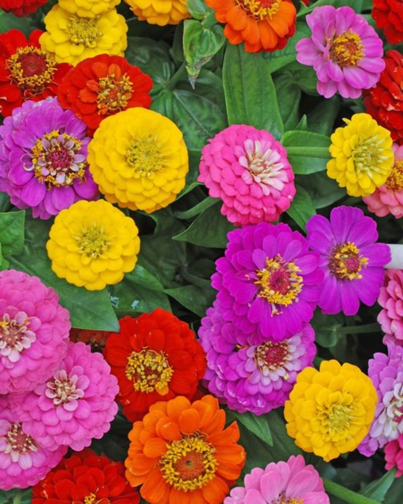 Zinnias