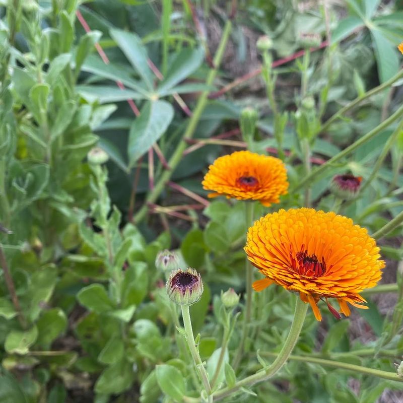 Calendula