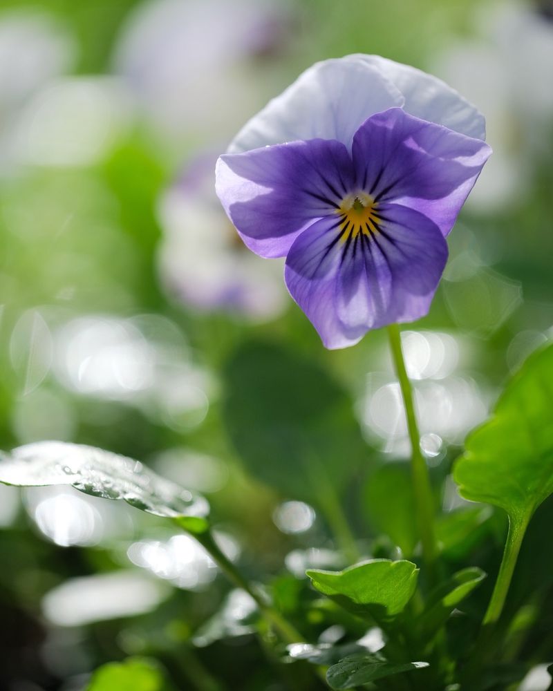Violas