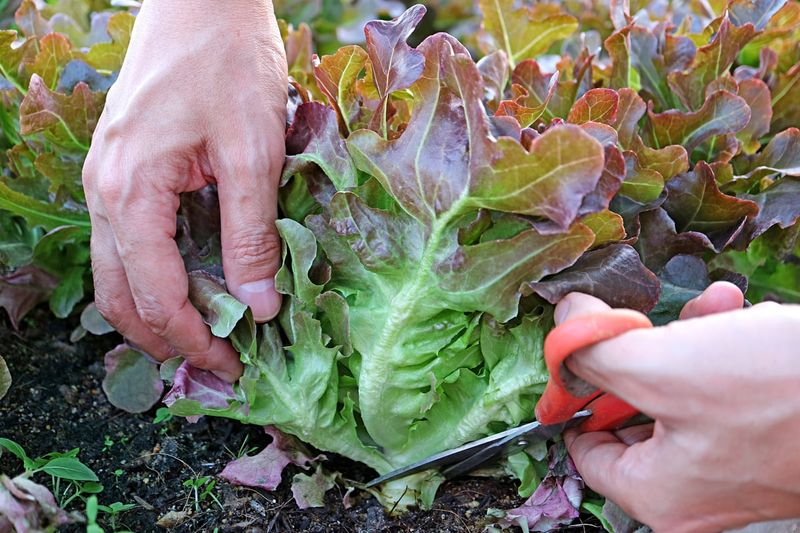 Lettuce