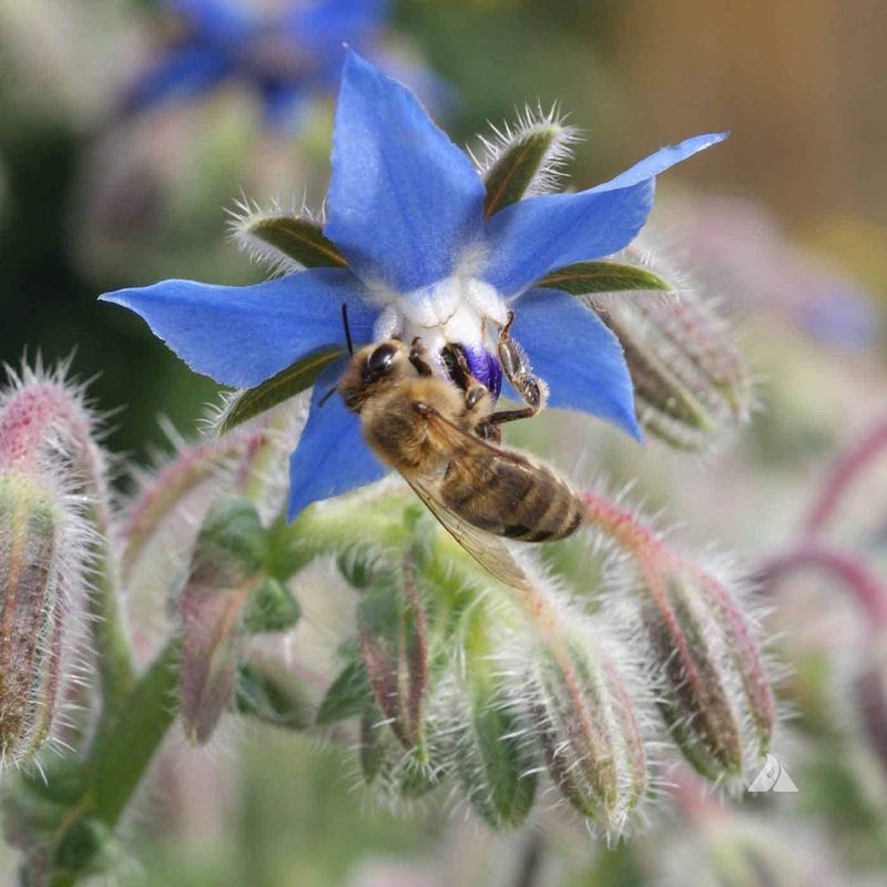 Borage