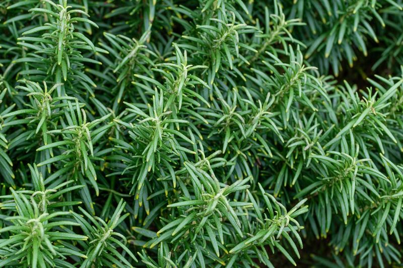 Rosemary