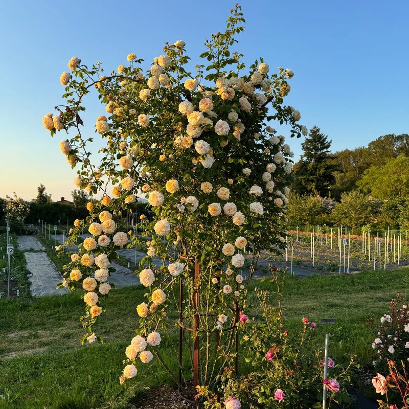 Roses