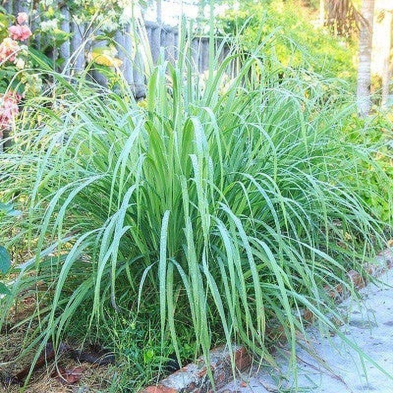 Lemongrass