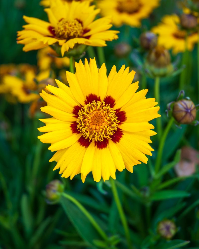 Coreopsis: Tickseed's Sunny Disposition