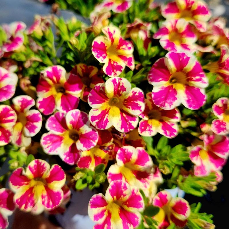 Calibrachoa: Tiny Trumpet Profusion