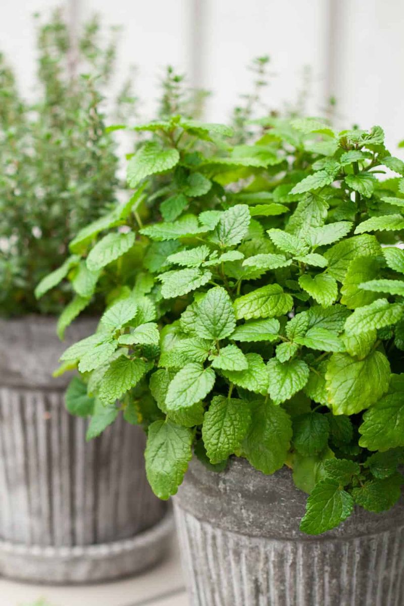 Lemon Balm: The Beneficial Namesake