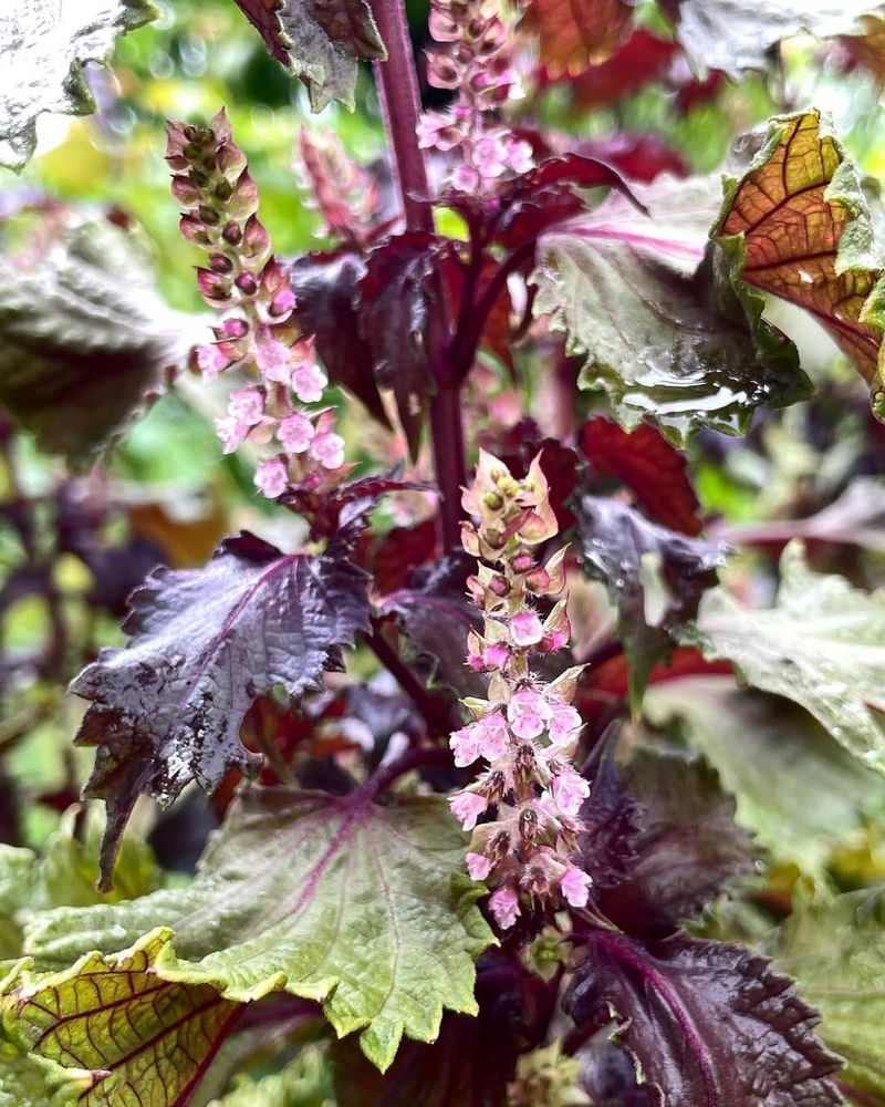 Shiso (Perilla)