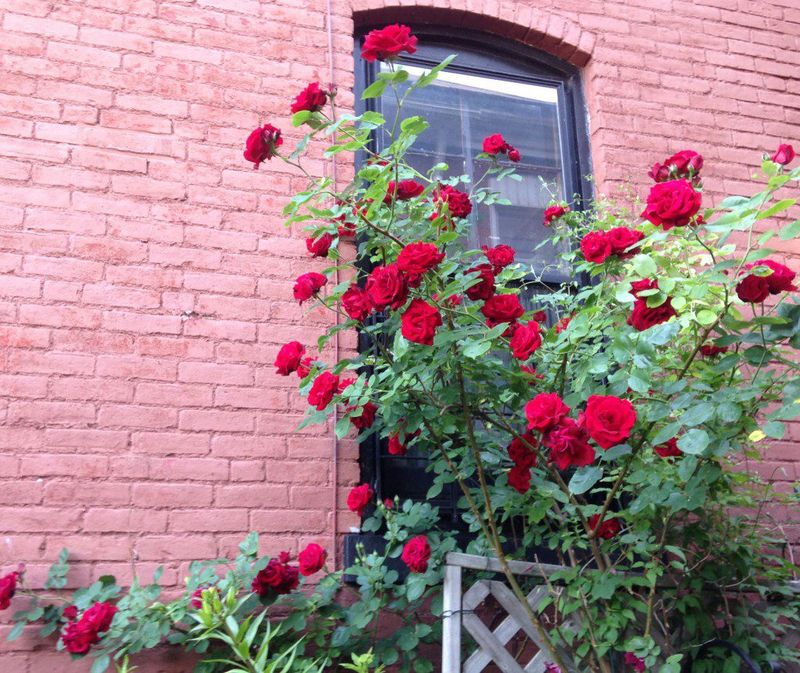 Deters Unwanted Visitors