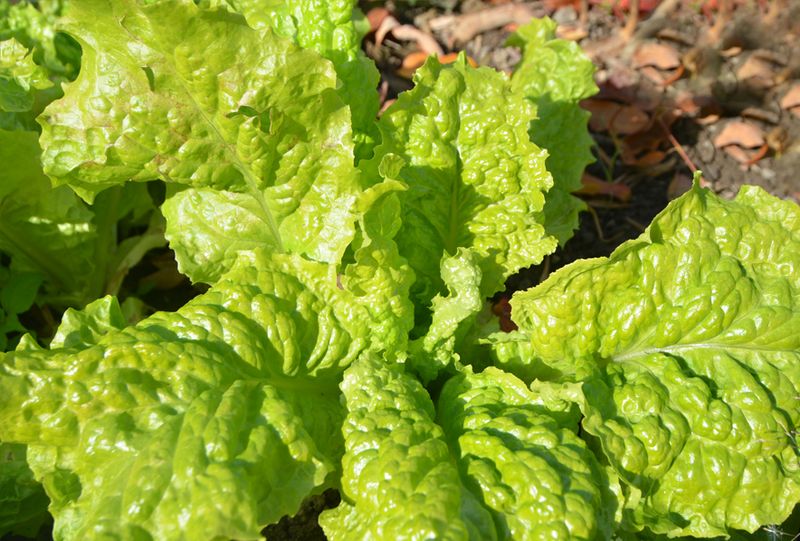 Australian Yellow Lettuce