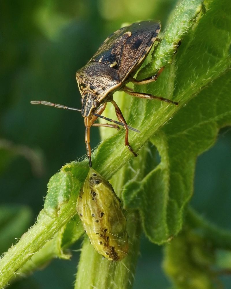 Attracts Beneficial Insects