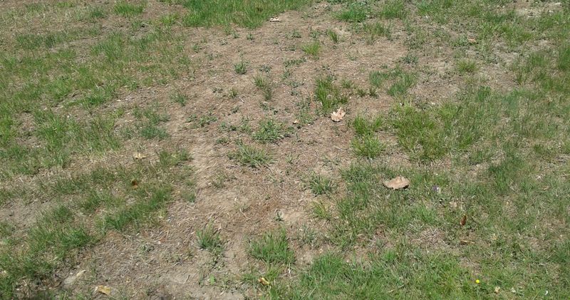 Creates Bare Soil Spots