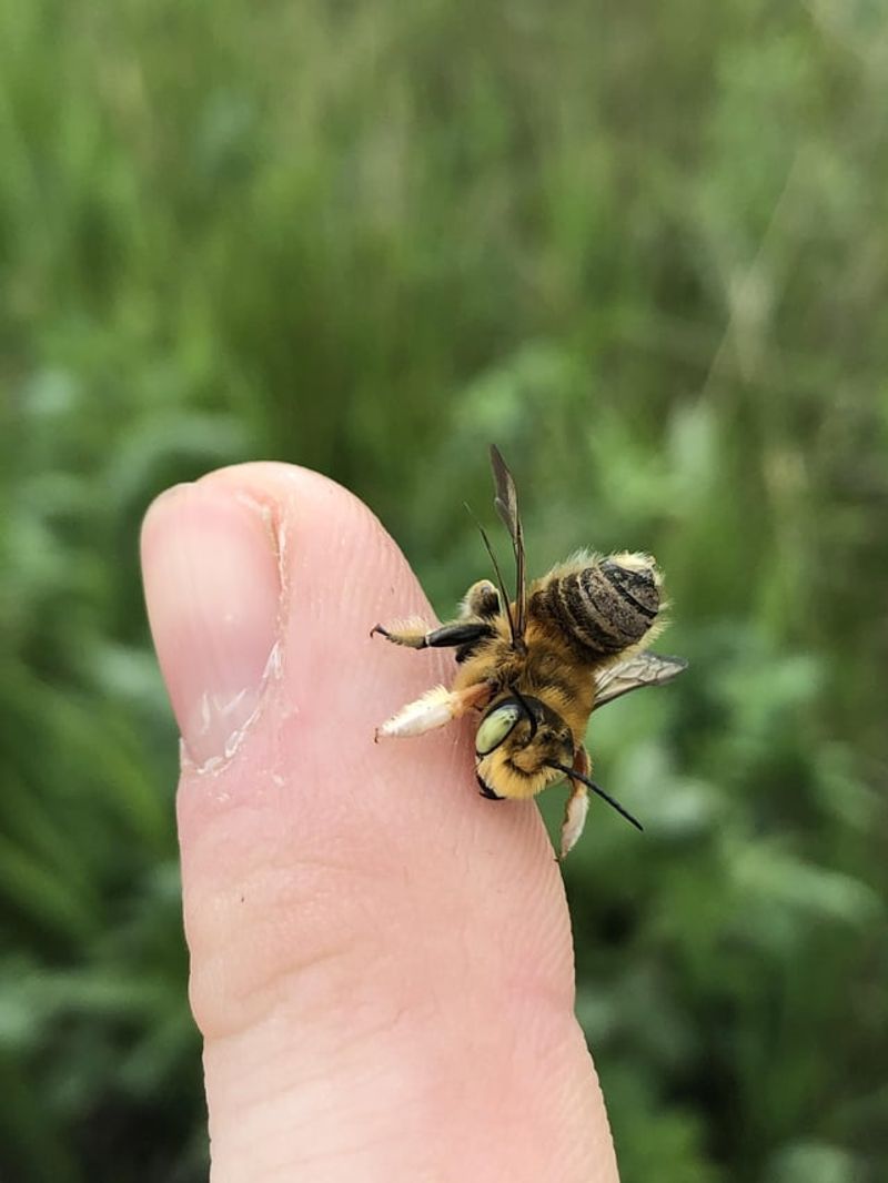 Leafcutter Bees