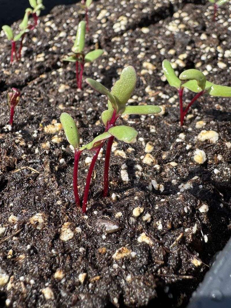 Coffee Filter Sprouting Method