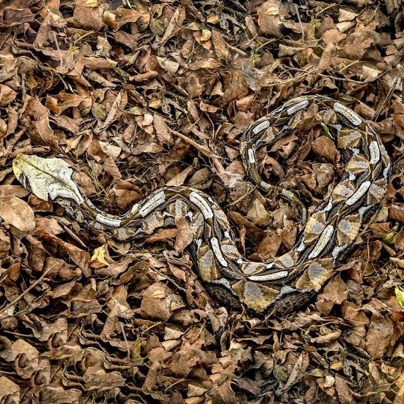Gaboon Viper