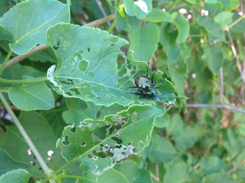 Prevent And Manage Common Pests