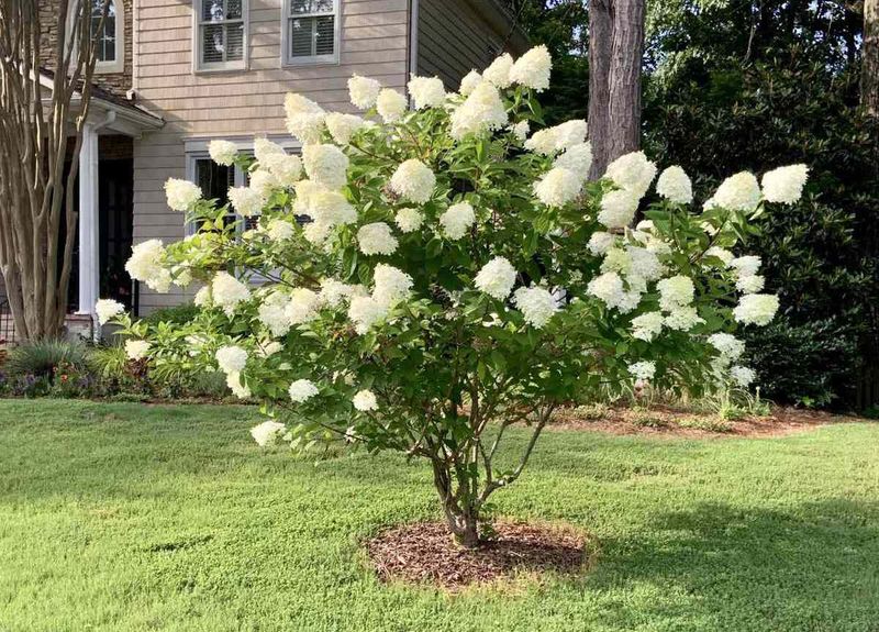 Control The Size Through Pruning