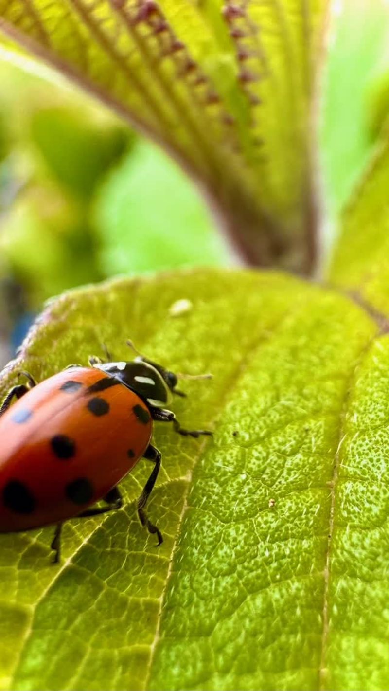 Solve Common Pest Problems