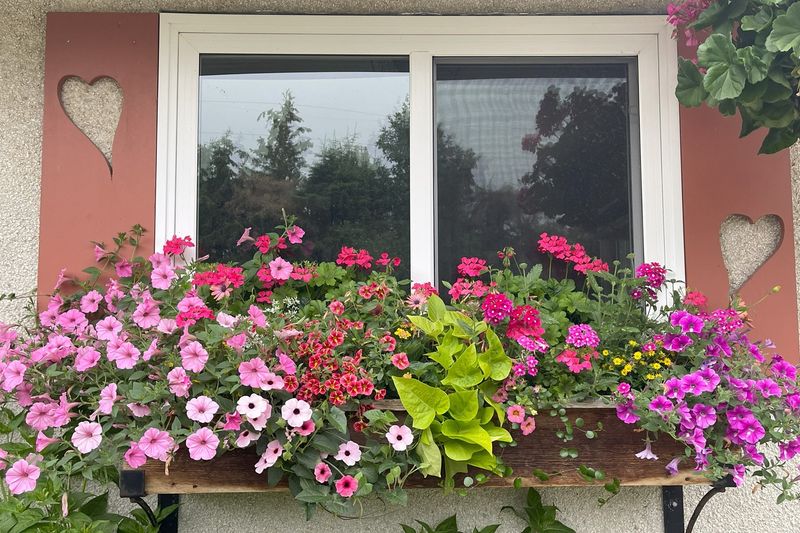 Feed Regularly For Continuous Blooms