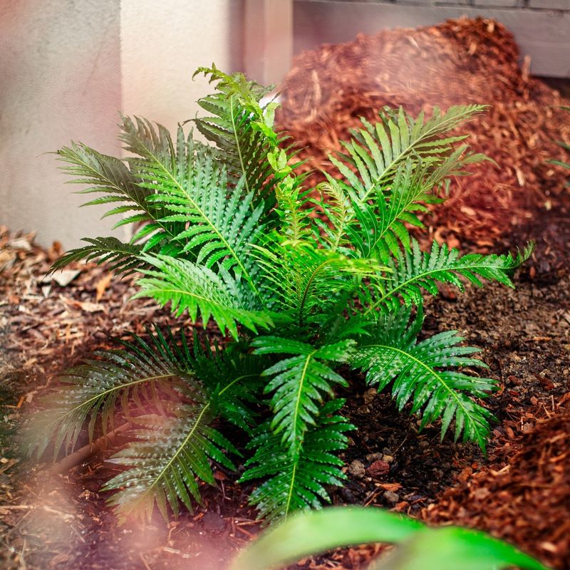 Apply Proper Mulching