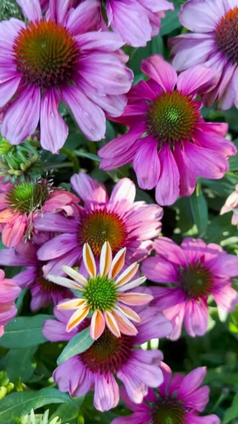 Implement Seasonal Fertilizing