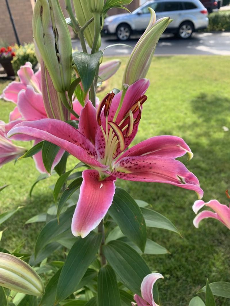 Remove Developing Seed Pods