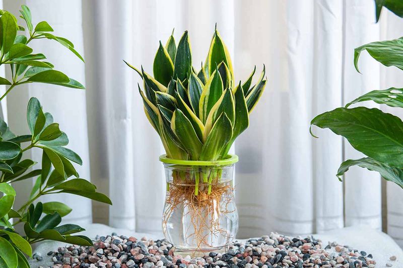 Provide Bright Indirect Light
