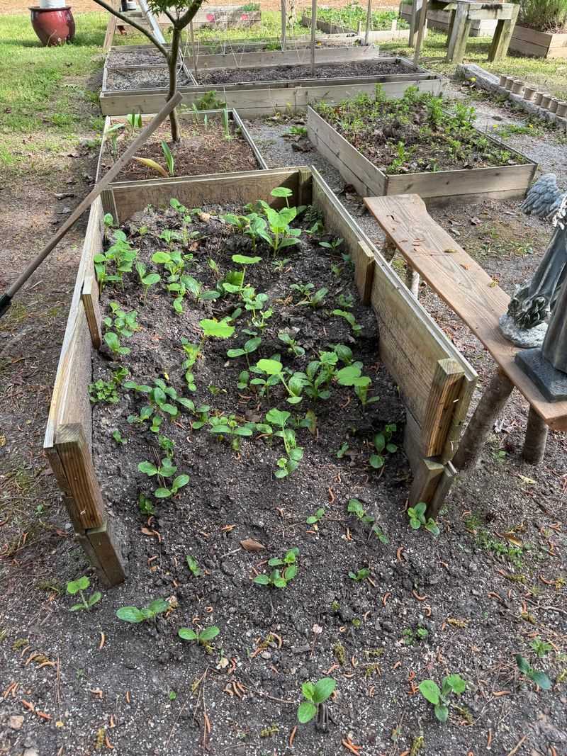Weed Seeds Sprouting - Your Compost Growing Plants