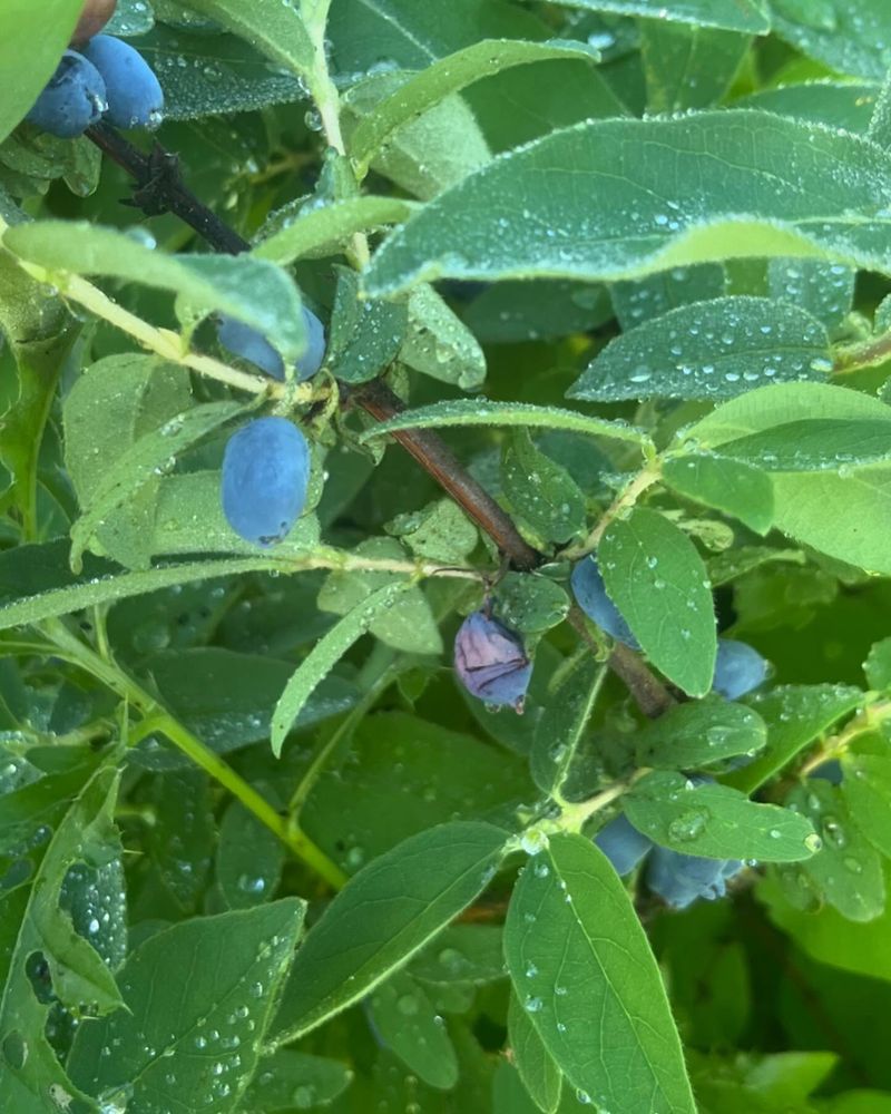 Propagate New Plants