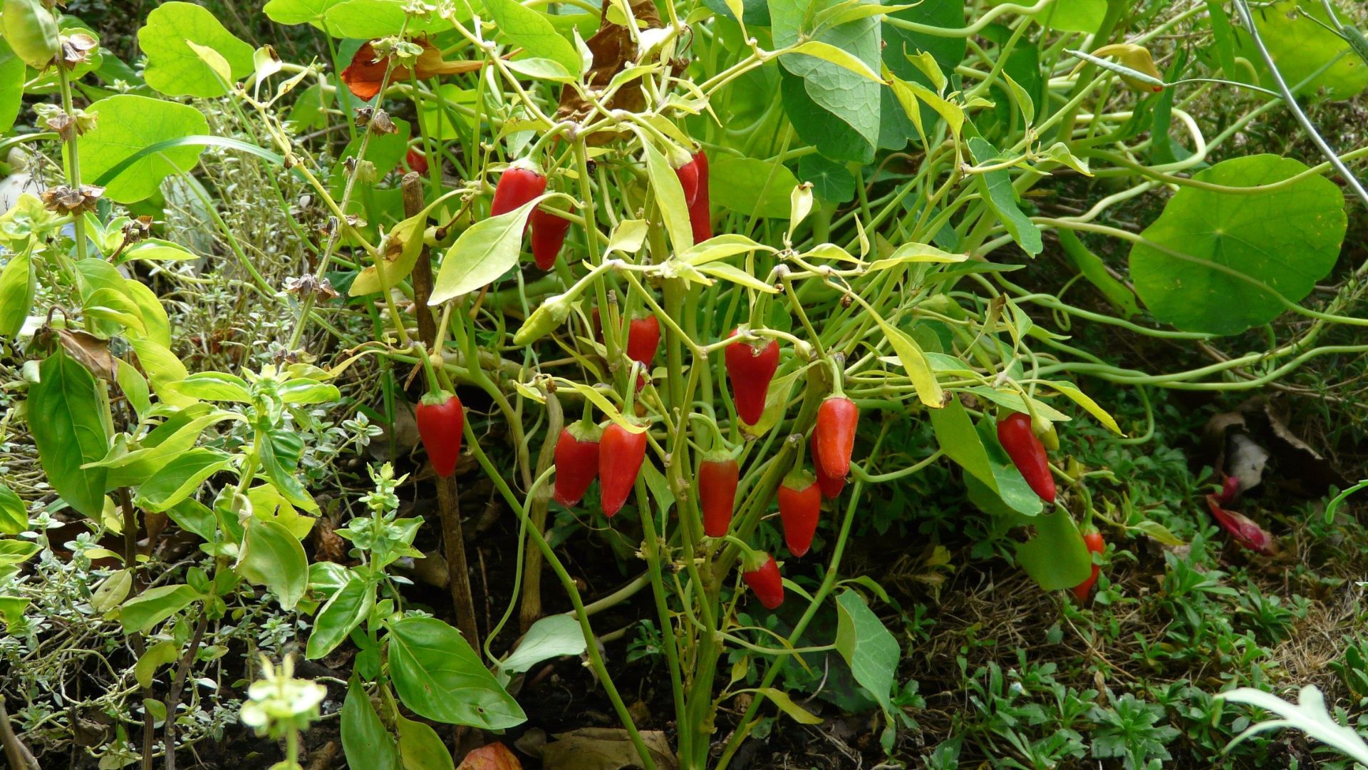 bell pepper garden