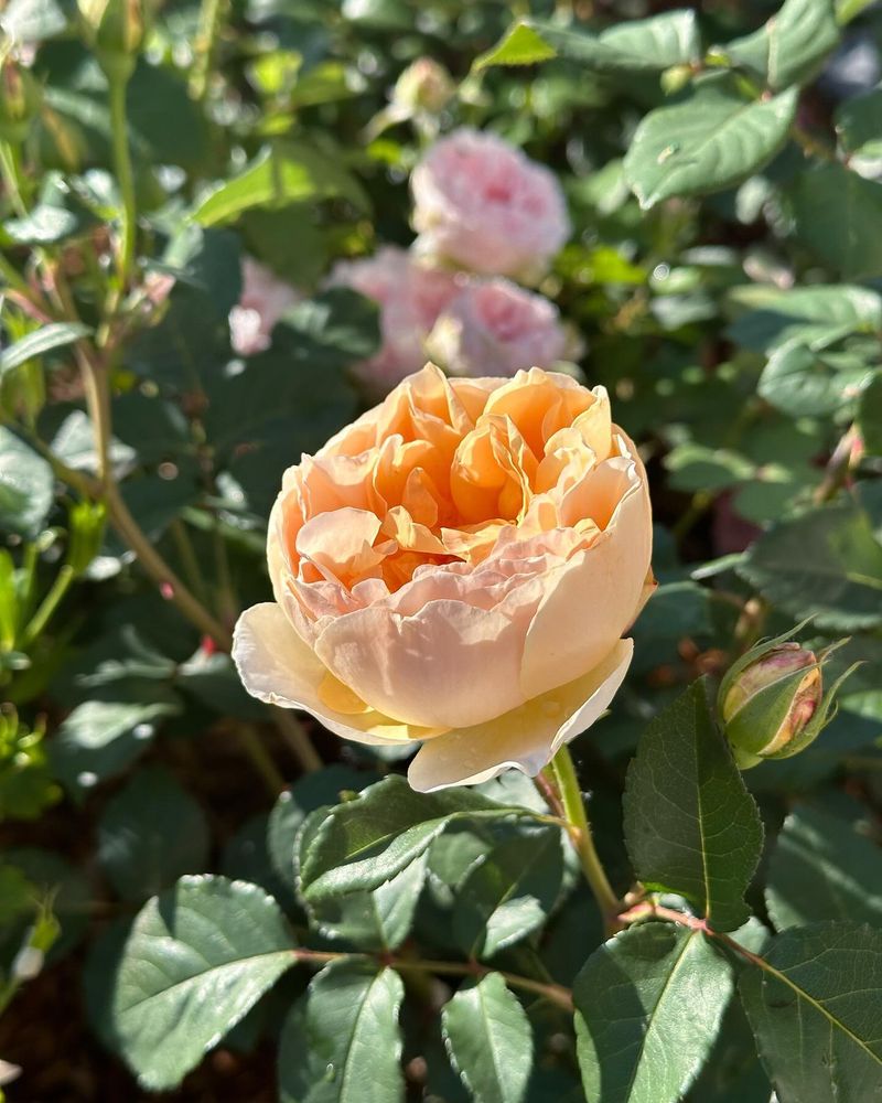 June's Rose Romance