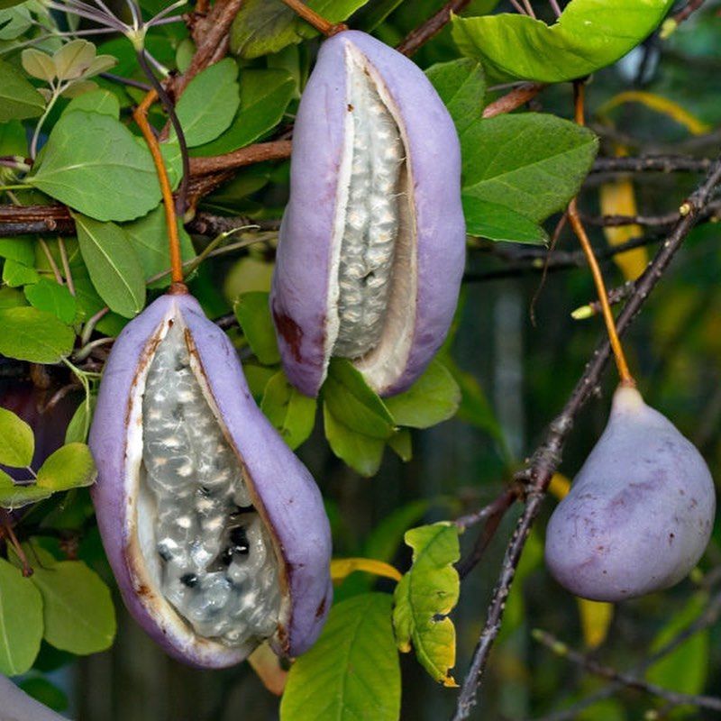 Akebia