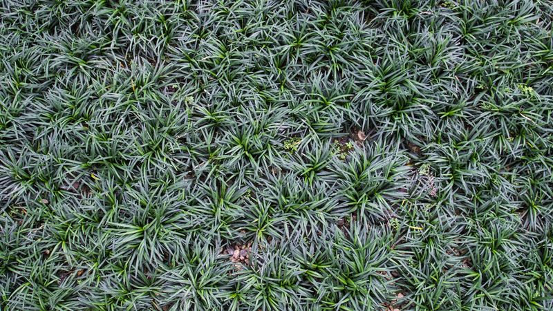Dwarf Mondo Grass