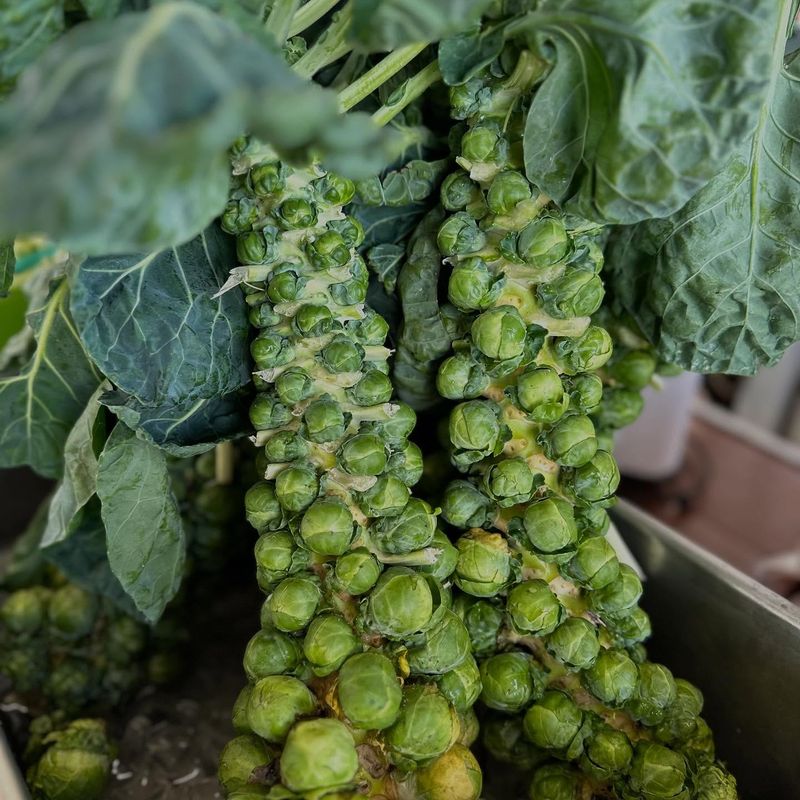 Brussels Sprouts