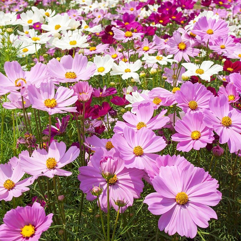 Cosmos